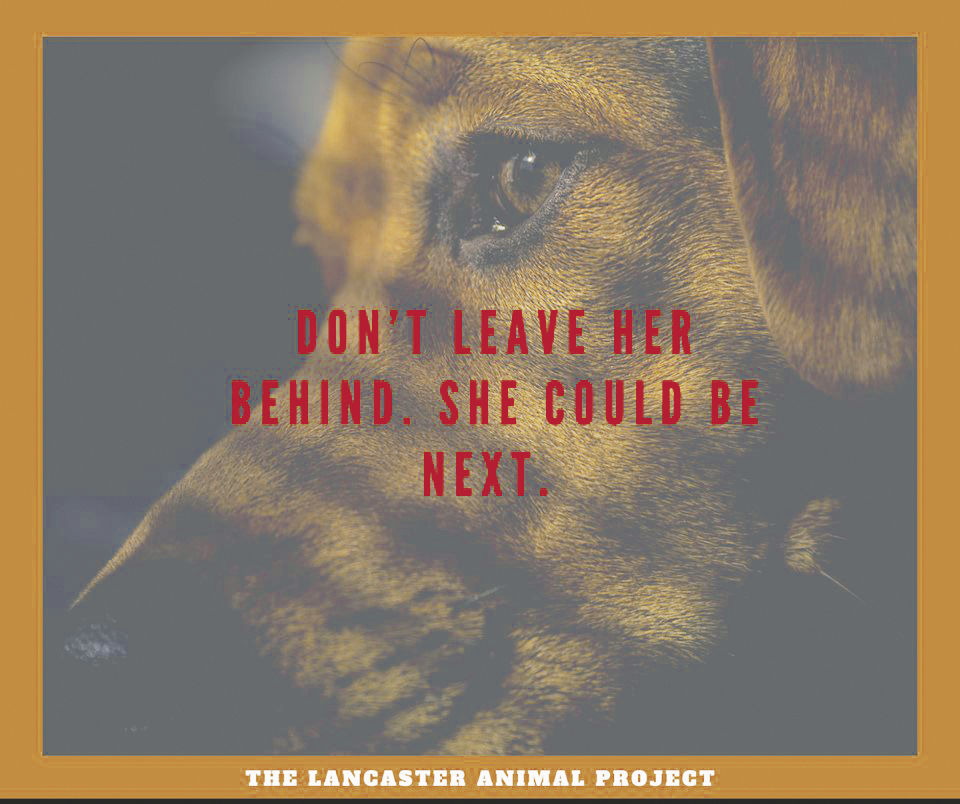 Lancaster Animal Project